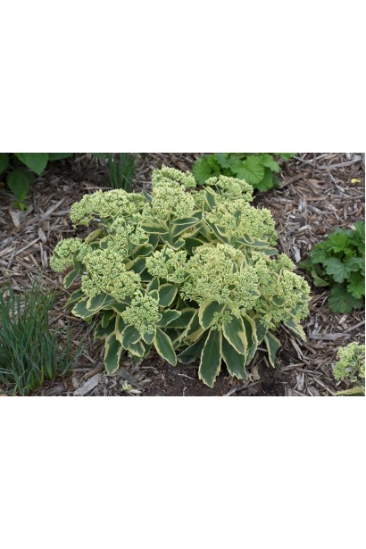 Sedum Elsie’s Gold - рослина для міксбордерів з яскравими золотими листям